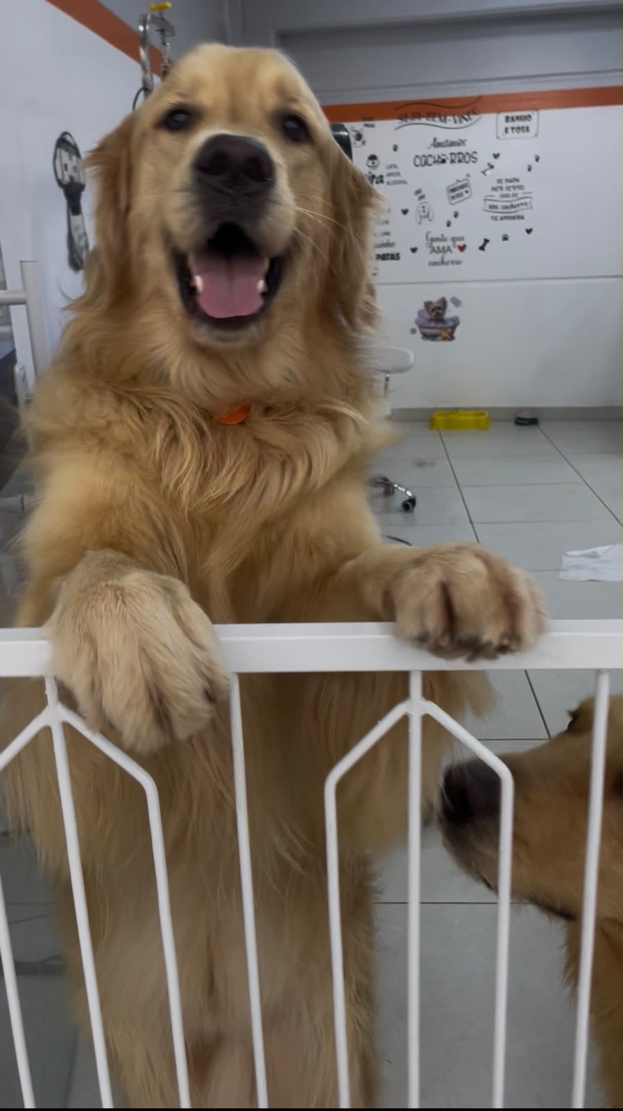 Pet atendido pela Mon Chou Chou — foto 2