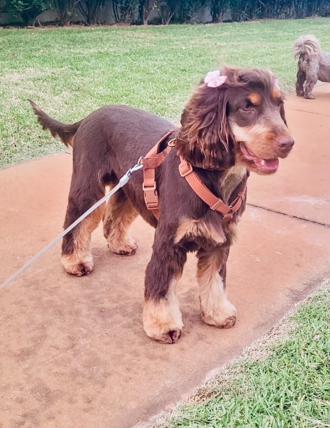 Pet atendido pela Mon Chou Chou — foto 3