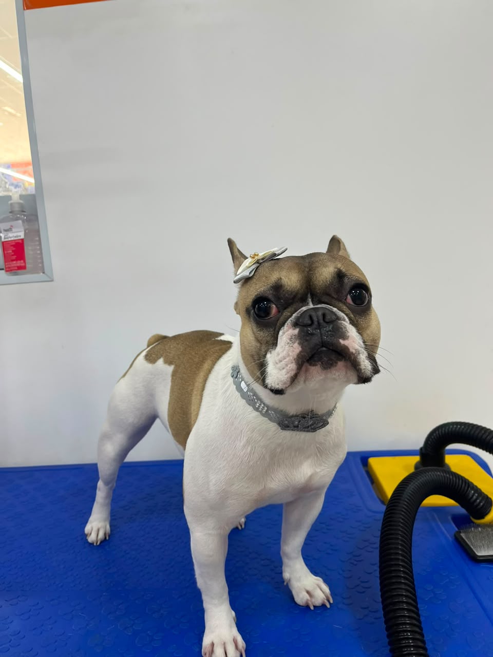Pet atendido pela Mon Chou Chou — foto 4