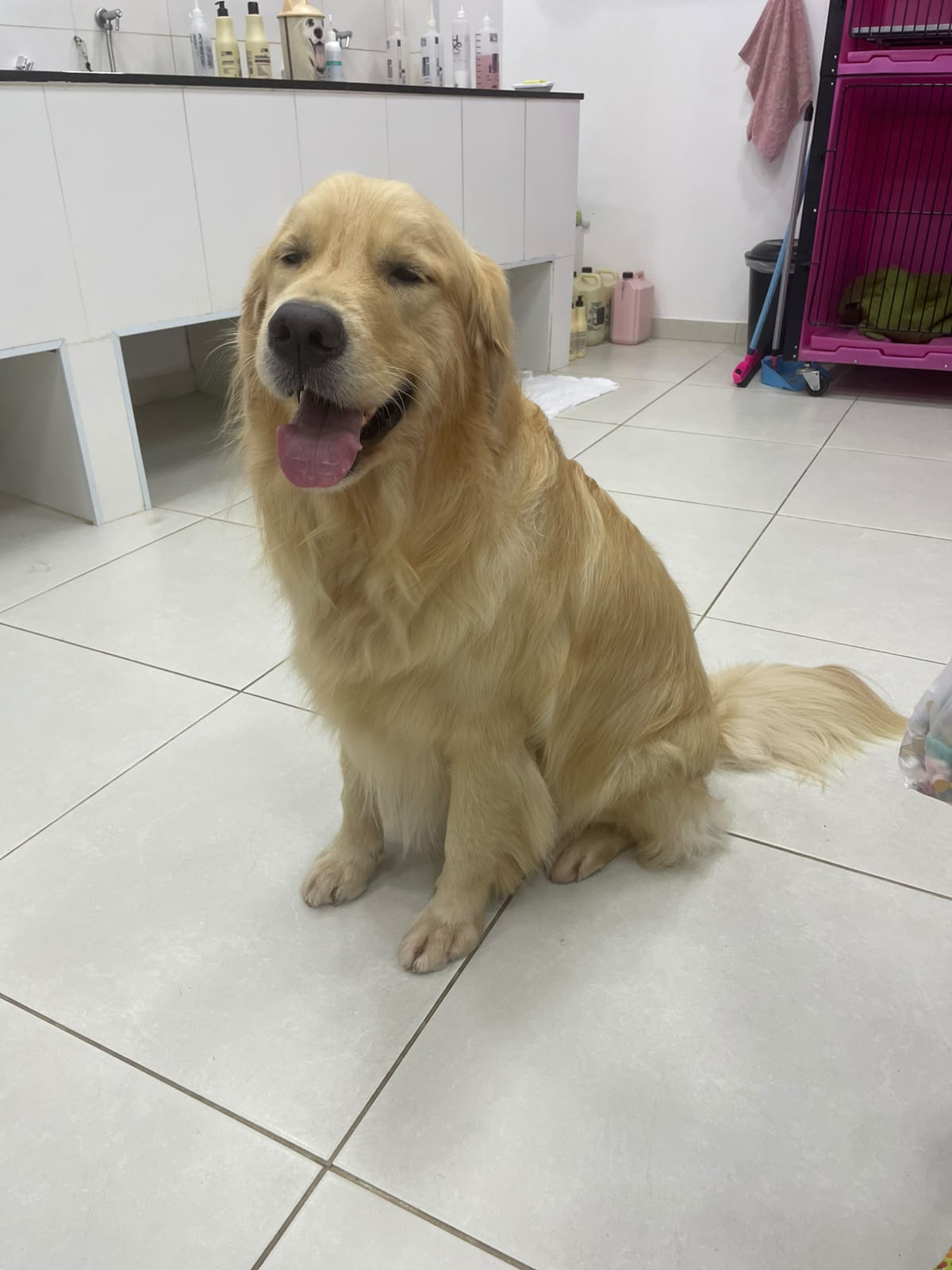 Pet atendido pela Mon Chou Chou — foto 5