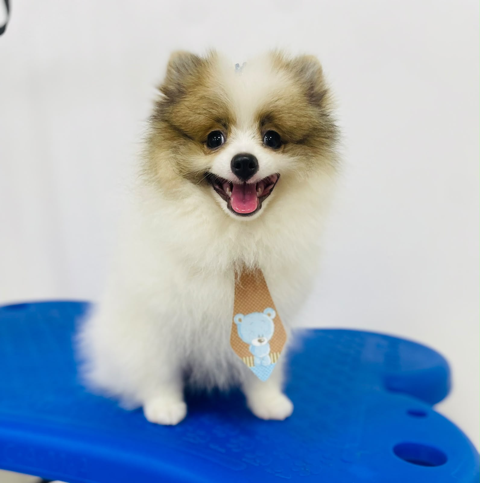 Pet atendido pela Mon Chou Chou — foto 6