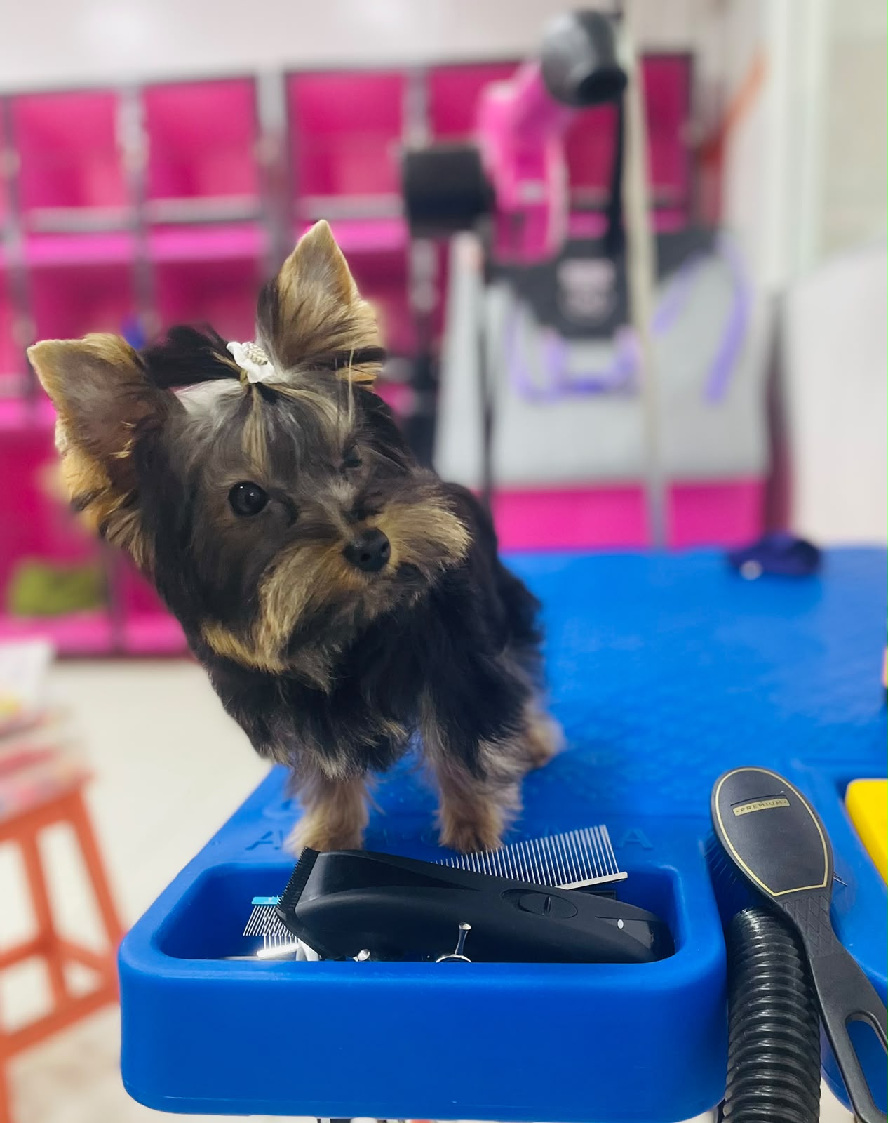 Pet atendido pela Mon Chou Chou — foto 8
