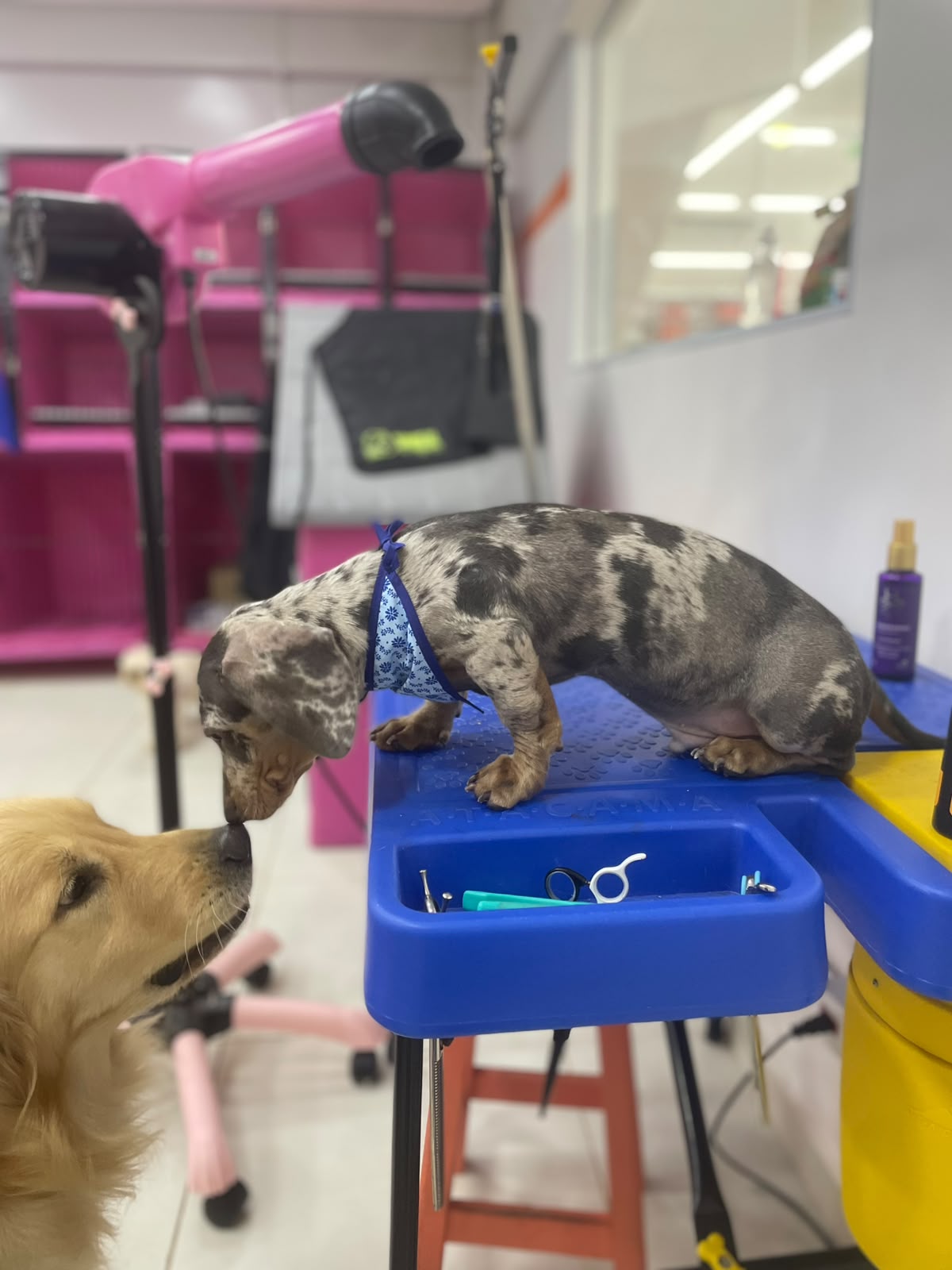 Pet atendido pela Mon Chou Chou — foto 9