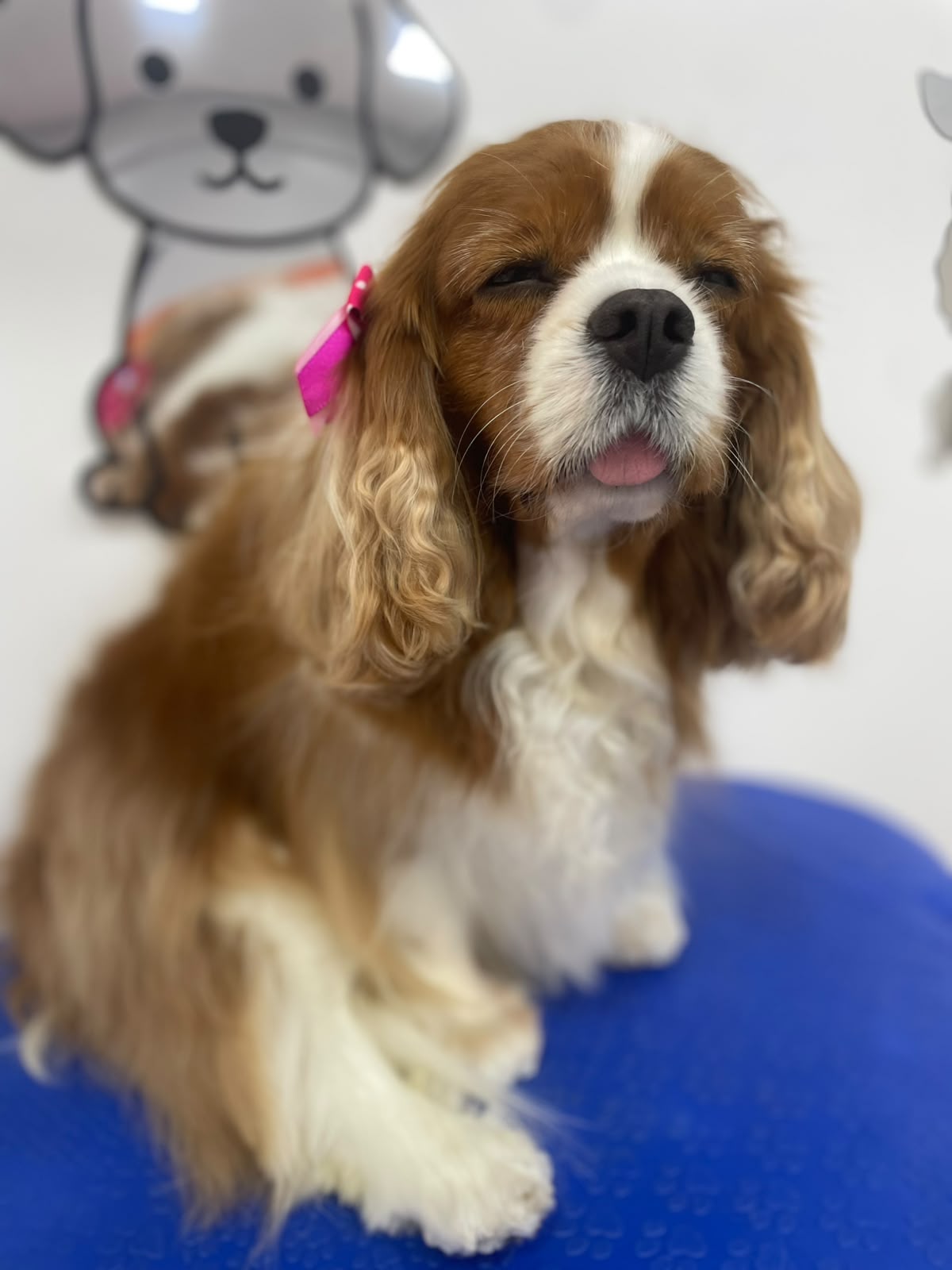 Pet atendido pela Mon Chou Chou — foto 10