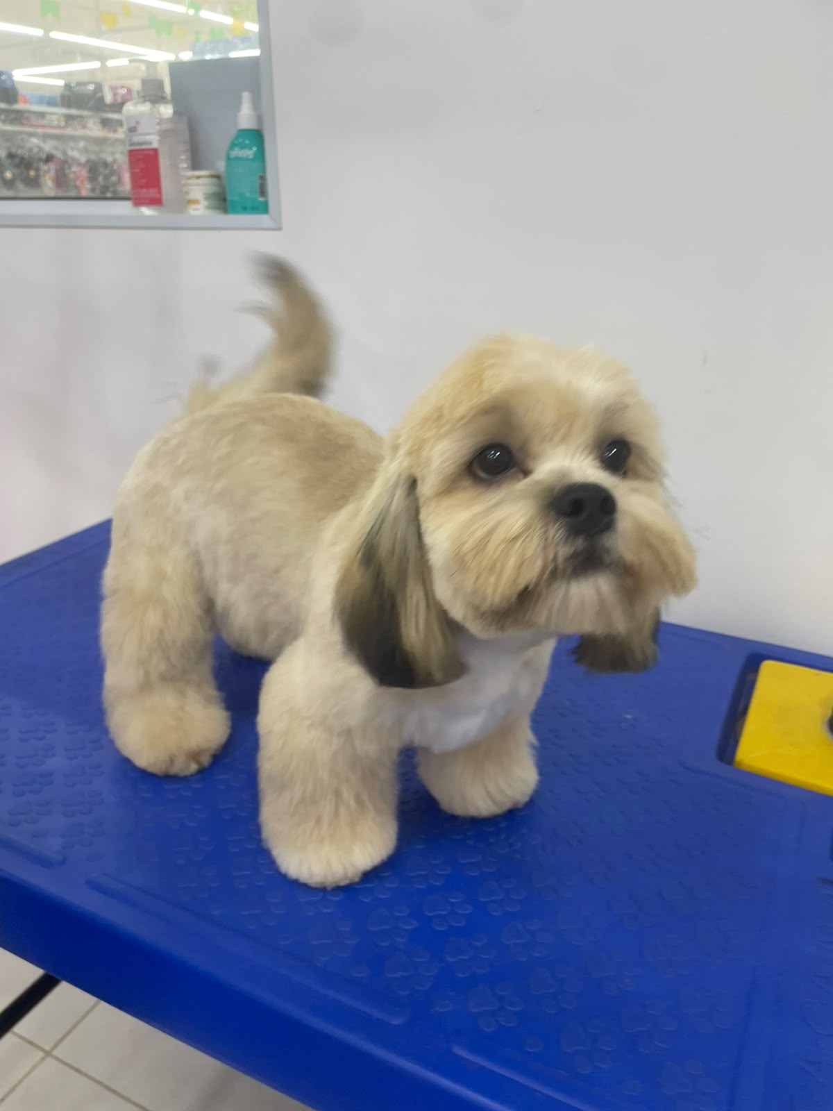 Pet atendido pela Mon Chou Chou — foto 11