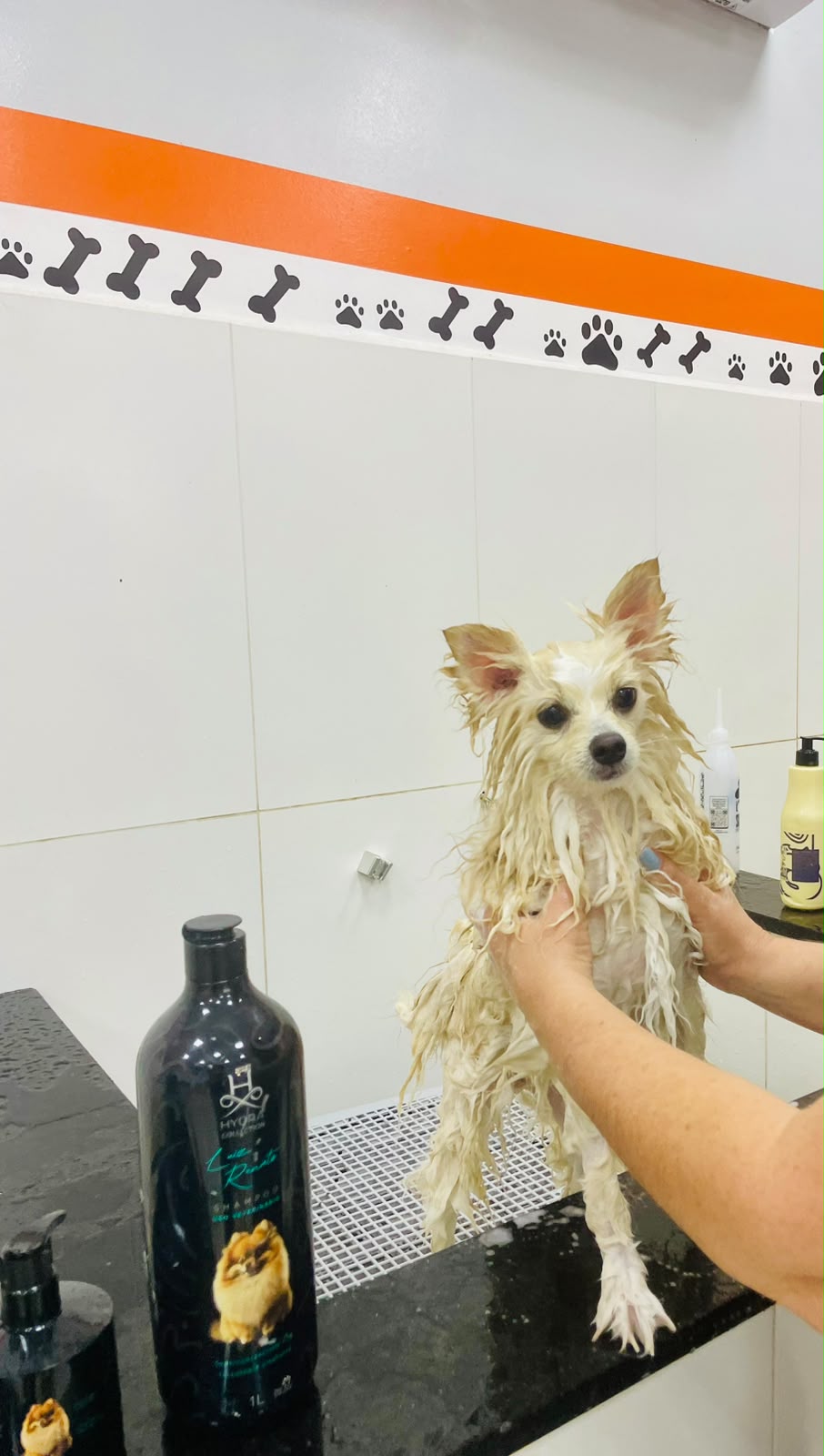 Pet atendido pela Mon Chou Chou — foto 12