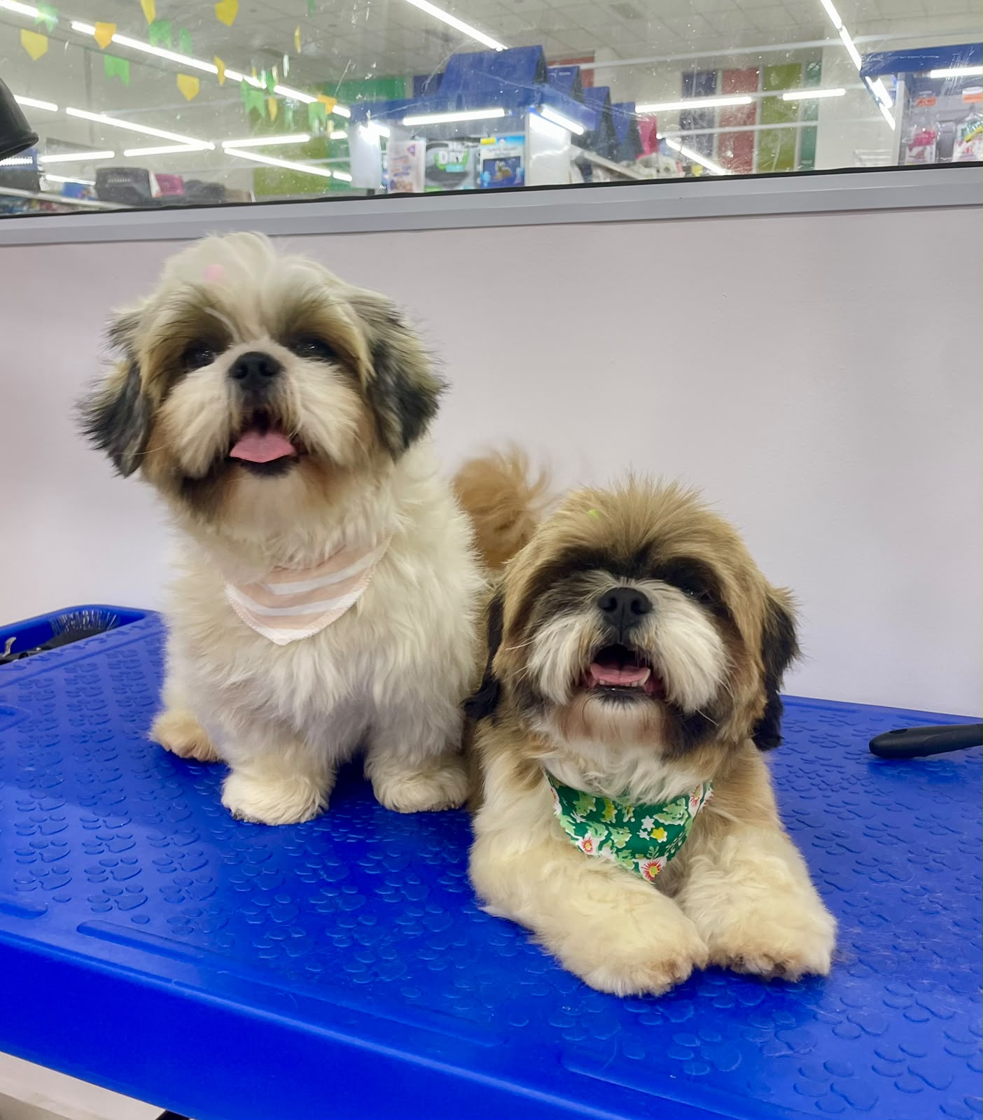 Pet atendido pela Mon Chou Chou — foto 14