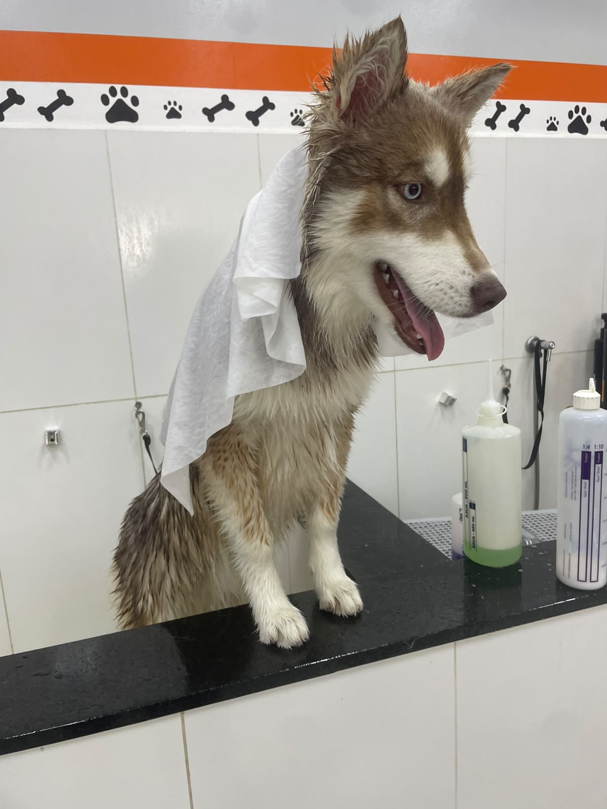 Pet atendido pela Mon Chou Chou — foto 15