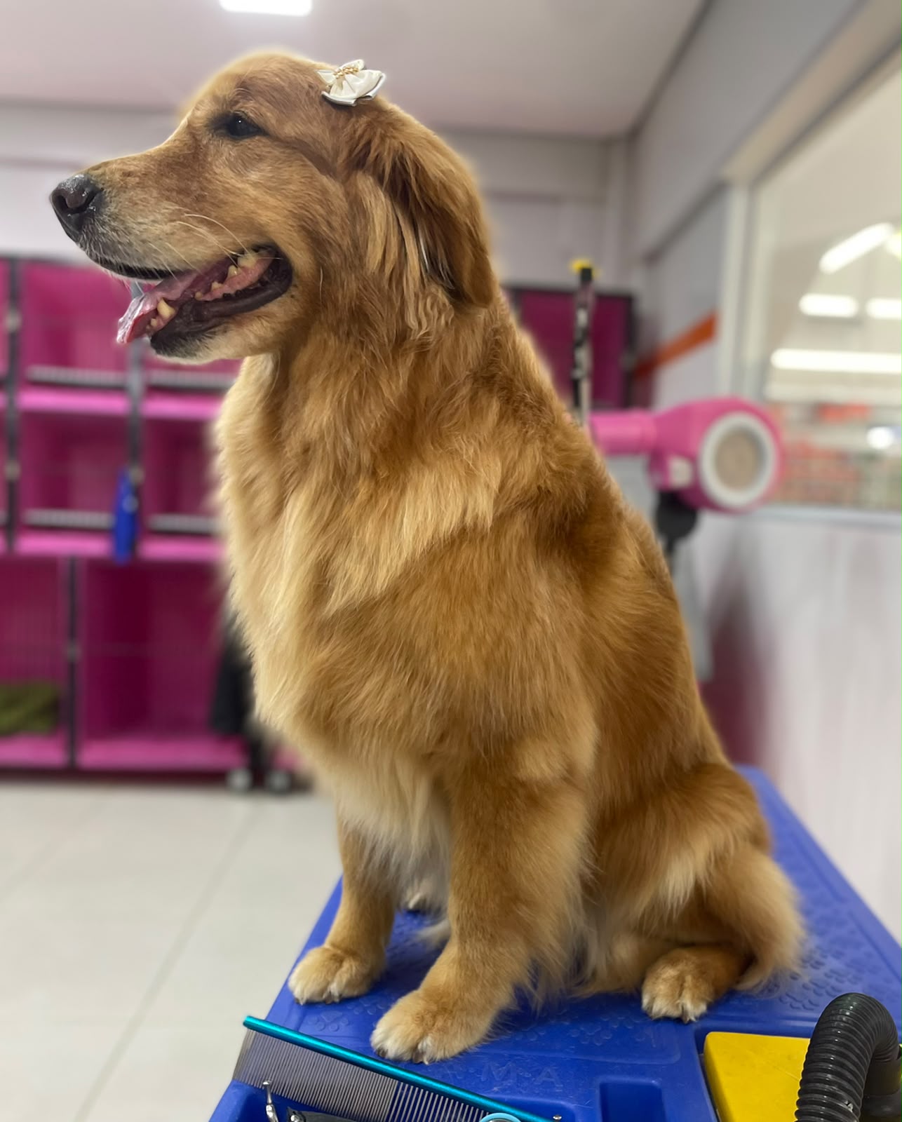 Pet atendido pela Mon Chou Chou — foto 16