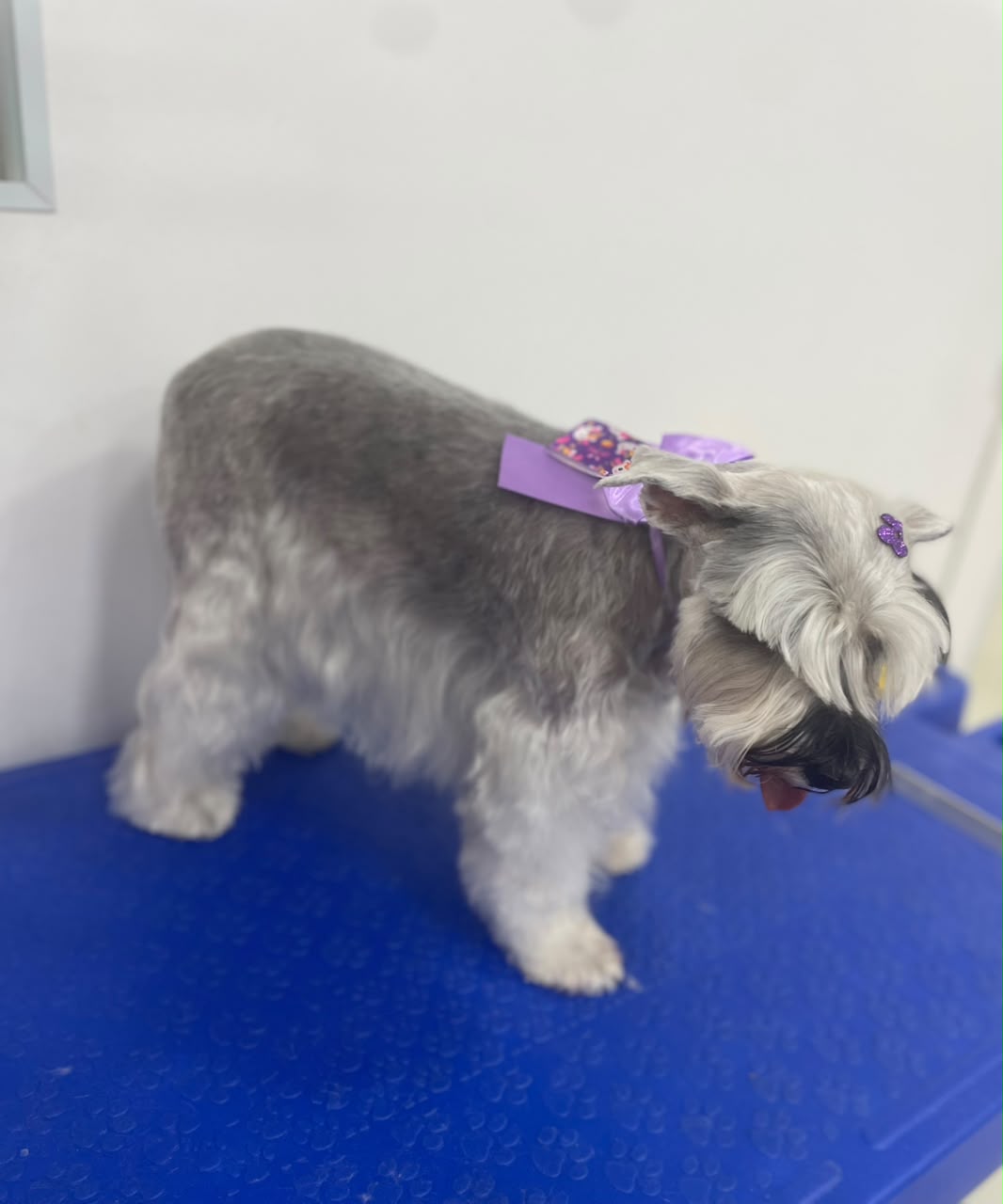Pet atendido pela Mon Chou Chou — foto 17